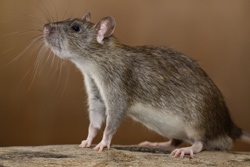 Tamme rat, agouti kleur zoals in wild voorkomen