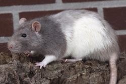 Tamme rat, een bizarre kleur