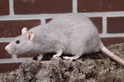 Tamme rat, kleur dove