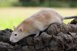 Tamme rat, kleur geel donkeroog