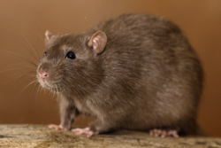 Tamme rat, kleur sable