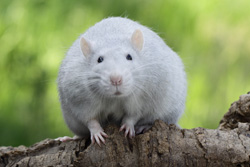 Tamme rat, kleur Amerikaans blauw